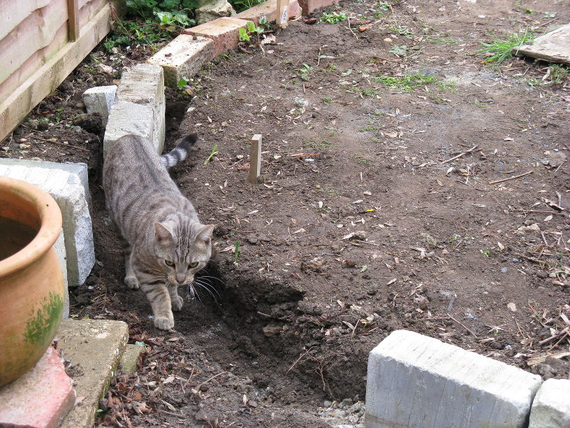 Works inspection team (AKA the neighbour's cat), ensuring the trench is correct.